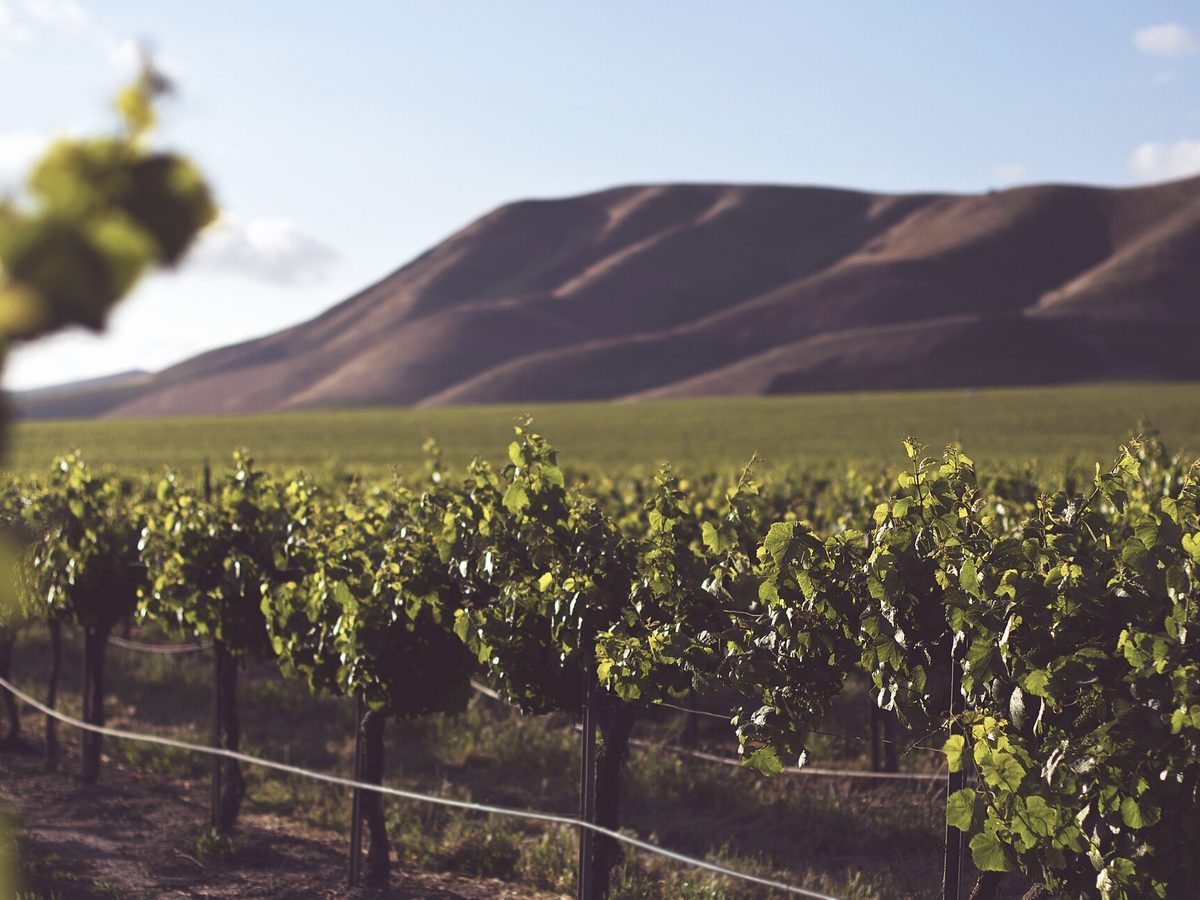 Rows of grapevines in the Santa Maria Valley, with the hills behind